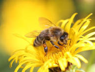 A Day in the Life of a Bee: What Do Bees Do All Day?