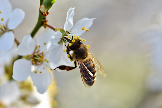 A bee pollinating a yellow flower up close, showcasing intricate details of the insect and blossom.