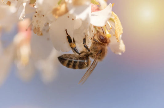 A close-up of a bee pollinating a flower, showcasing macro photography of a honeybee in action as a pollinator.