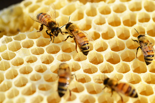 Bees on honeycomb with a bee flying and close-up shots, showcasing pollinators and honeycomb structure in a natural setting.