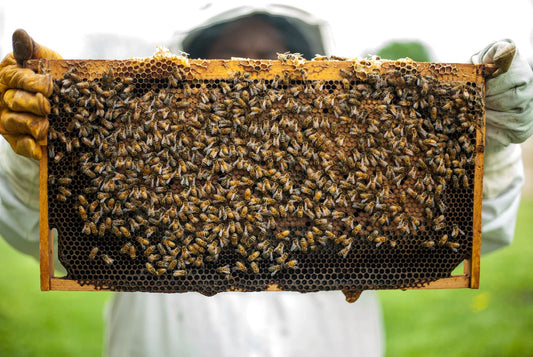 A beehive with bees on honeycomb, a beekeeper's hand holding a pipe. Close-up of bees and hive.