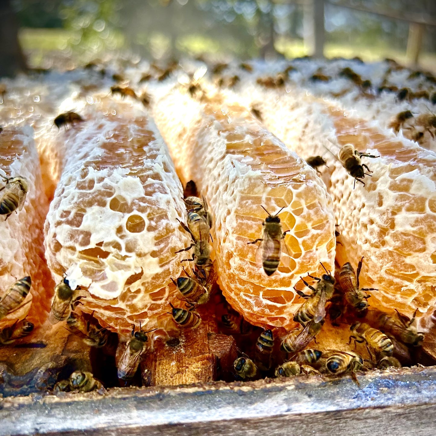 Premium Raw Australian Honeycomb